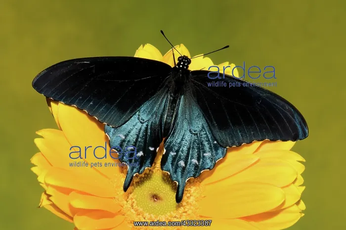 : Pipevine Swallowtail Butterfly : Pipevine Swallowtail Butterfly