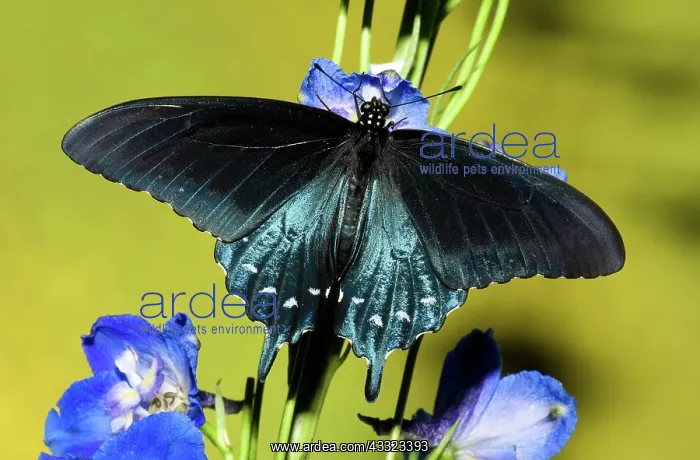 : Pipevine Swallowtail Butterfly : Pipevine Swallowtail Butterfly