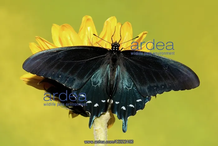: Pipevine Swallowtail Butterfly : Pipevine Swallowtail Butterfly