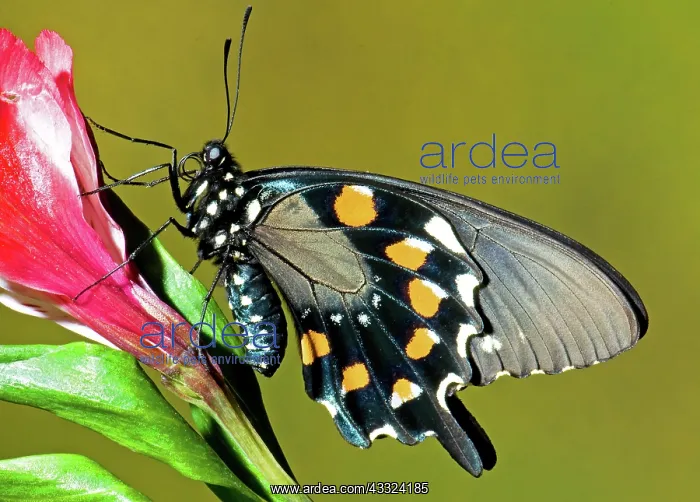 : Pipevine Swallowtail Butterfly : Pipevine Swallowtail Butterfly