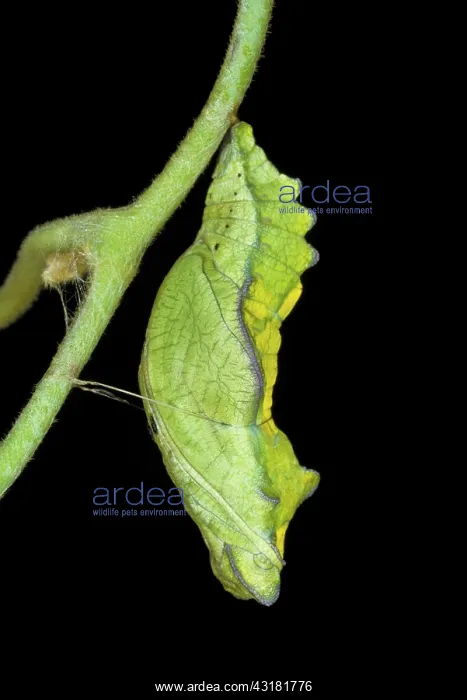: Pipevine swallowtail chrysalis : Pipevine swallowtail chrysalis
