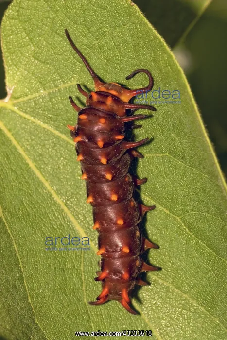 : Pipevine Swallowtail larva : Pipevine Swallowtail larva