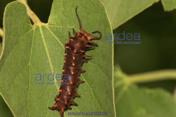 : Pipevine Swallowtail larva : Pipevine Swallowtail larva