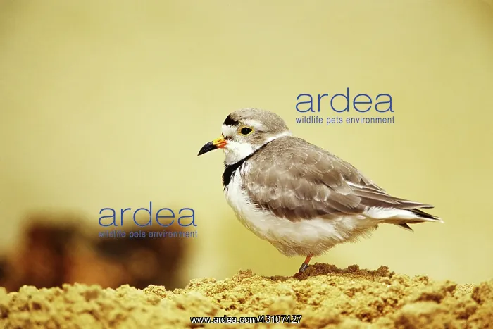 : Piping Plover : Piping Plover