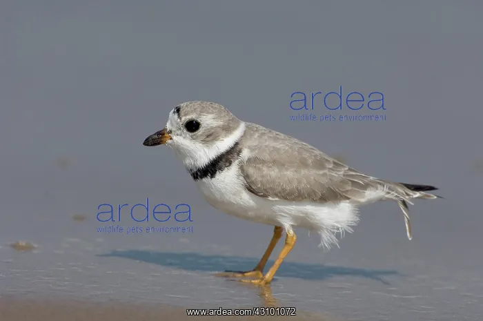 : Piping Plover (Charadrius melodus) : Piping Plover (Charadrius melodus)