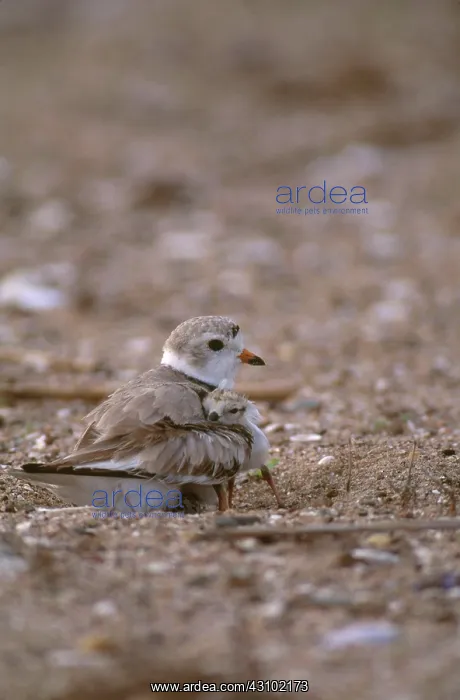 : Piping Plover with Chick : Piping Plover with Chick