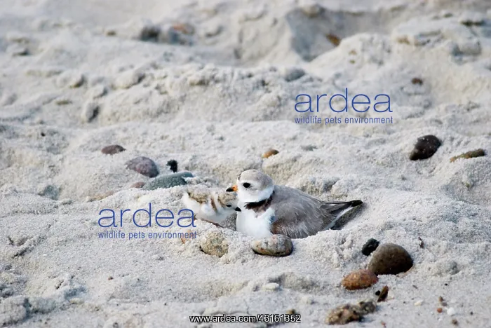 : Piping Plover and Chick : Piping Plover and Chick