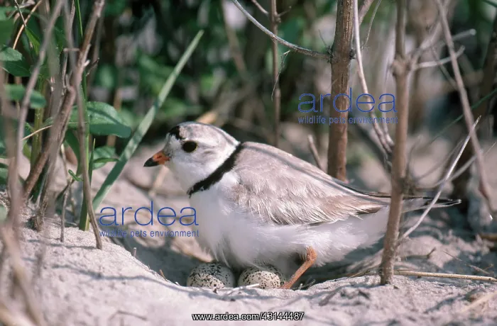 : Piping Plover on Nest : Piping Plover on Nest