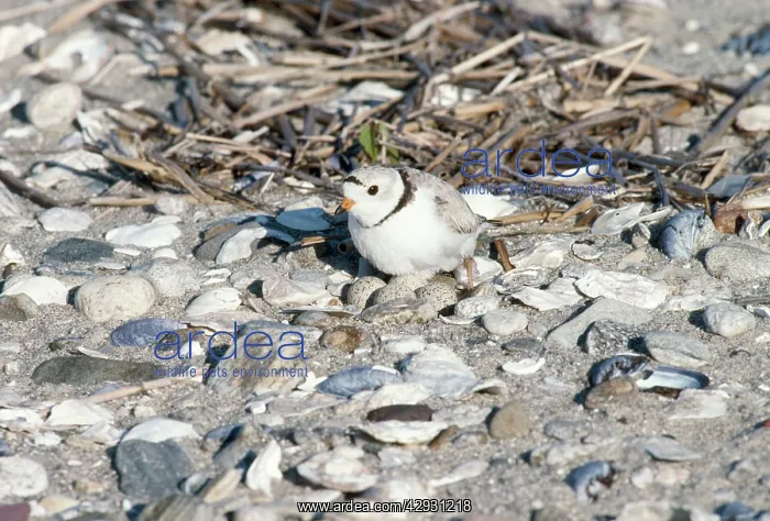 : Piping Plover- nest with eggs : Piping Plover- nest with eggs