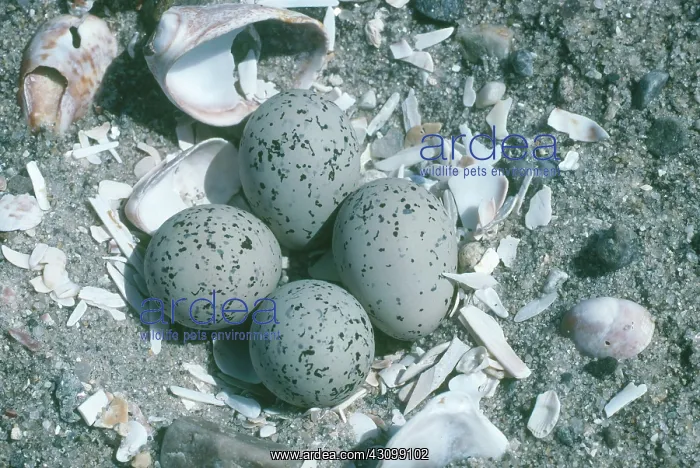 : Piping Plover Nest with Eggs : Piping Plover Nest with Eggs