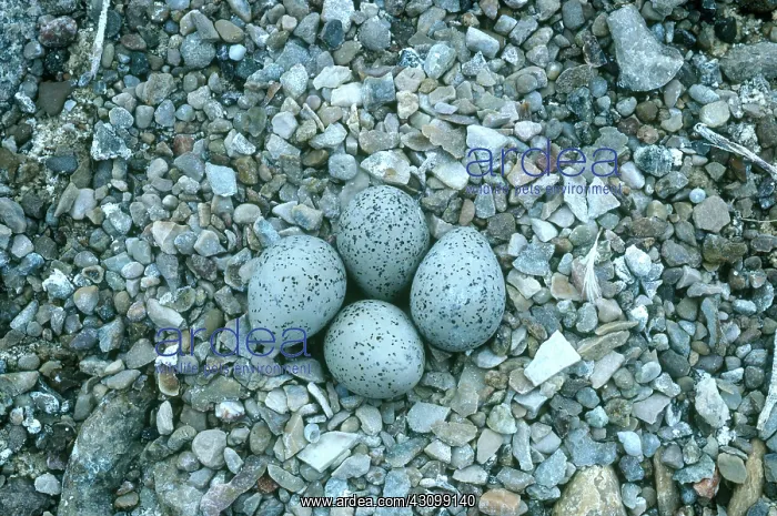 : Piping Plover Nest with Eggs : Piping Plover Nest with Eggs