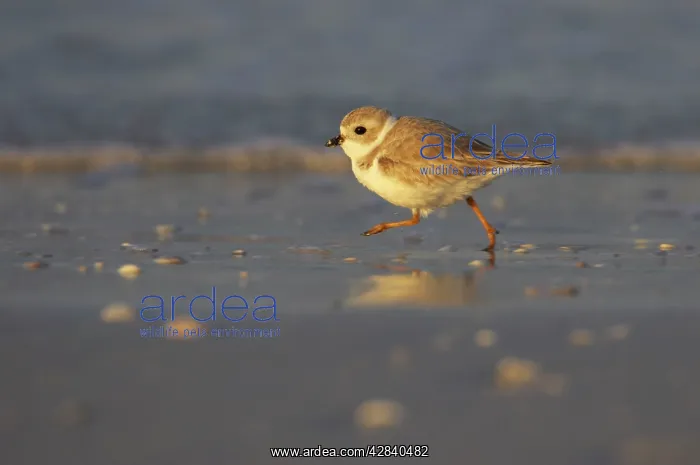 : Piping Plover - running across mudflats : Piping Plover - running across mudflats