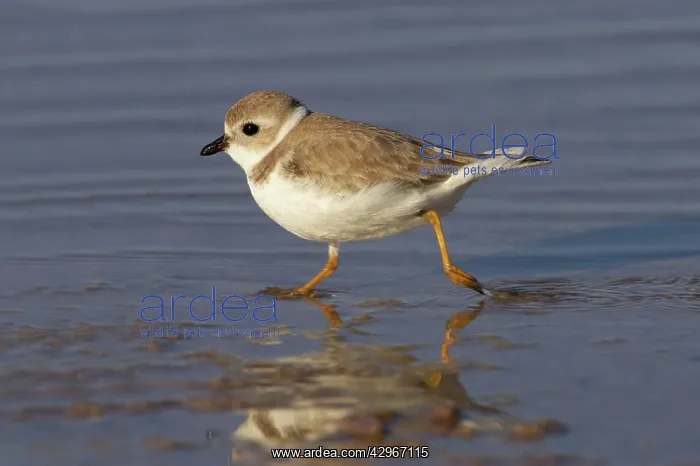 : Piping Plover - running across mudflats : Piping Plover - running across mudflats