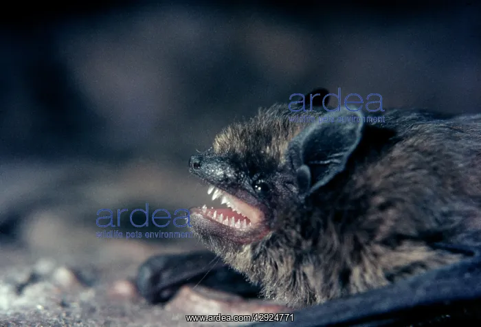 : PIPISTRELLE BAT : PIPISTRELLE BAT