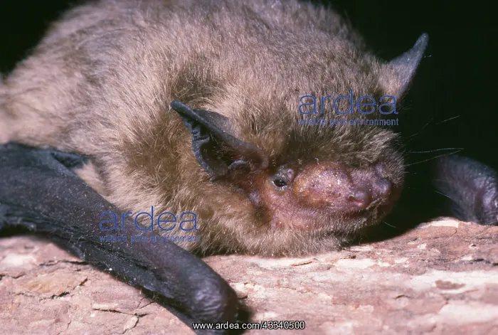 : Pipistrelle Bat : Pipistrelle Bat
