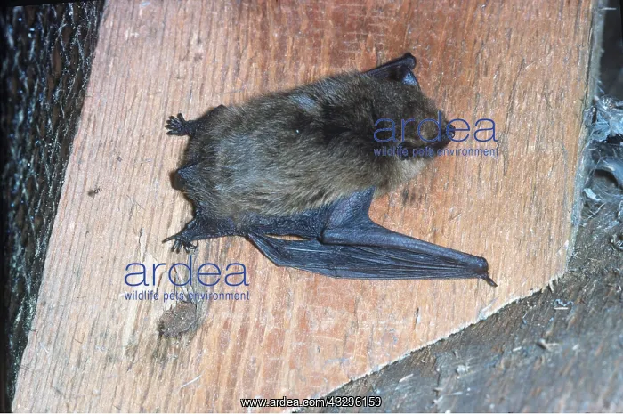 : PIPISTRELLE BAT - clinging to wall : PIPISTRELLE BAT - clinging to wall
