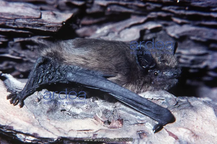 : PIPISTRELLE BAT - clinging to wood : PIPISTRELLE BAT - clinging to wood