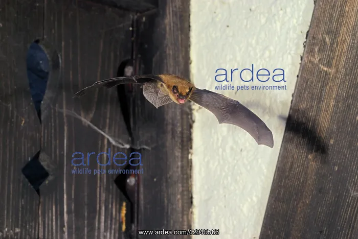: Pipistrelle Bat - in flight : Pipistrelle Bat - in flight