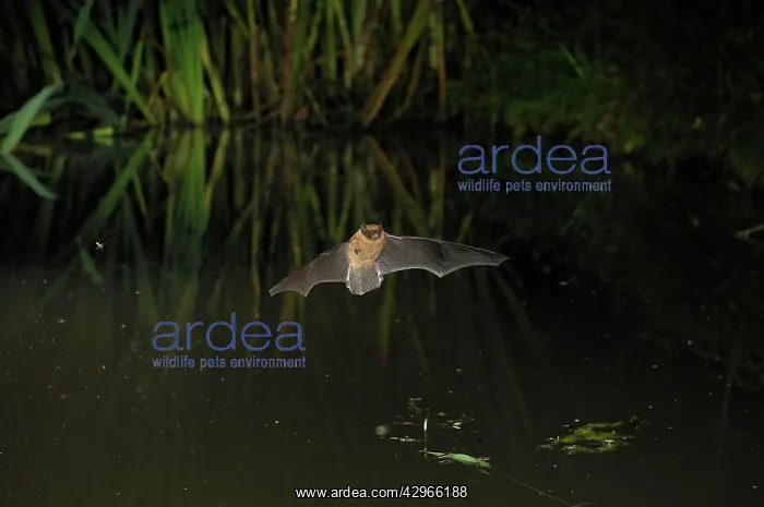 : Pipistrelle Bat - in flight above a forest pond : Pipistrelle Bat - in flight above a forest pond