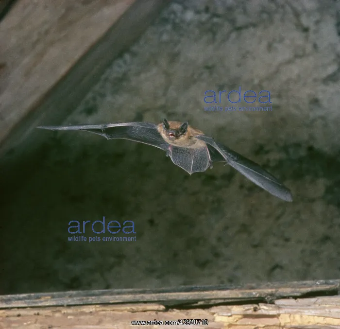  : Pipistrelle BAT - in flight in rooftop loft