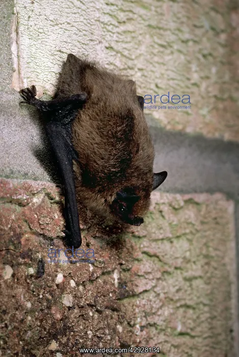 : PIPISTRELLE BAT - HANGING : PIPISTRELLE BAT - HANGING
