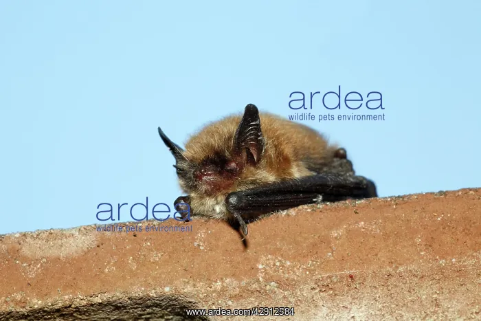 : Pipistrelle Bat - on house roof edge, during daytime : Pipistrelle Bat - on house roof edge, during daytime