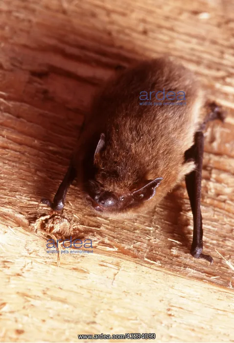 : Pipistrelle BAT- on wood beam : Pipistrelle BAT- on wood beam
