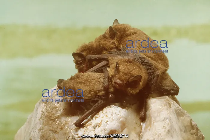 : PIPISTRELLE BATS - group clinging to rock : PIPISTRELLE BATS - group clinging to rock