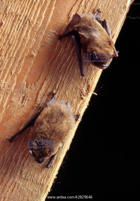 : PIPISTRELLE BATS - x two on wood : PIPISTRELLE BATS - x two on wood