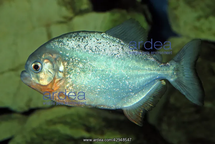 : Piranha (Serrasalmus sp). freshwaters South America : Piranha (Serrasalmus sp). freshwaters South America