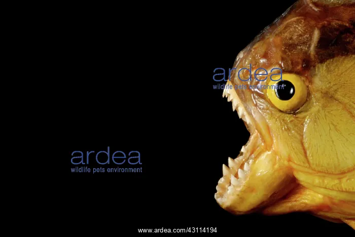 : Piranha (Serrasalmus sp.) with open mouth against a black background : Piranha (Serrasalmus sp.) with open mouth against a black background