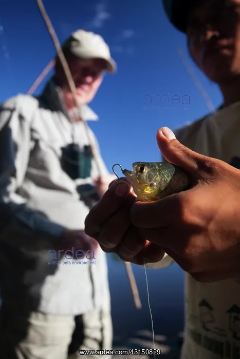 : piranha. Piranha fishing of unidenitifed piranha species (Characidae sp) : piranha. Piranha fishing of unidenitifed piranha species (Characidae sp)