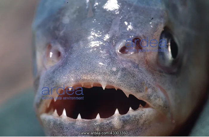 : PIRANHA - close up of face : PIRANHA - close up of face