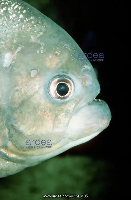 : PIRANHA - CLOSE-UP OF HEAD : PIRANHA - CLOSE-UP OF HEAD