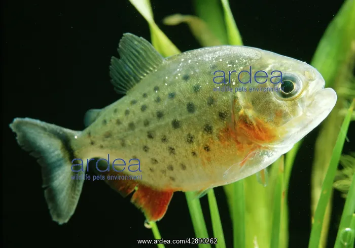  : PIRANHA FISH
