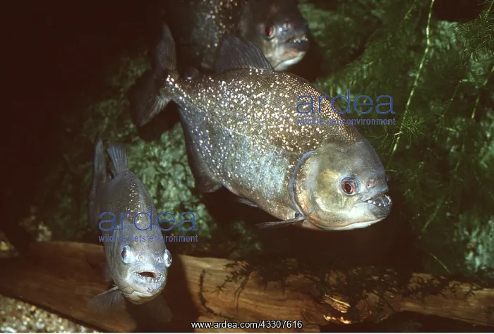 : PIRANHA FISH : PIRANHA FISH