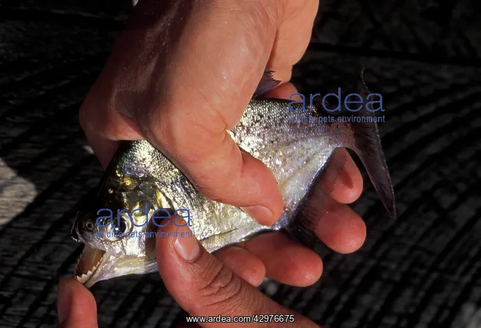 : Piranha - In a fisherman's hands showing the teeth : Piranha - In a fisherman's hands showing the teeth