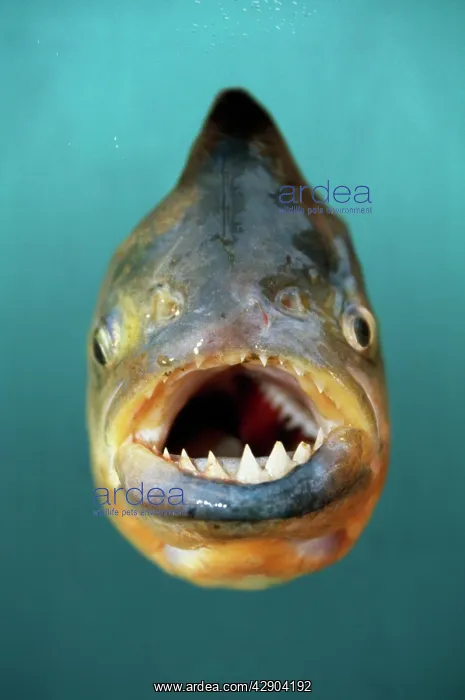  : PIRANHA - Red-Bellied Piranha, showing teeth and mouth