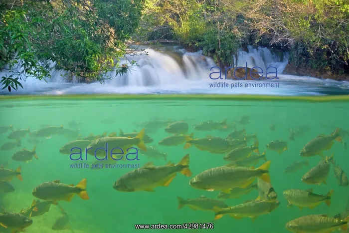 : Piraputanga Fish in Rio Formoso - half over / half : Piraputanga Fish in Rio Formoso - half over / half