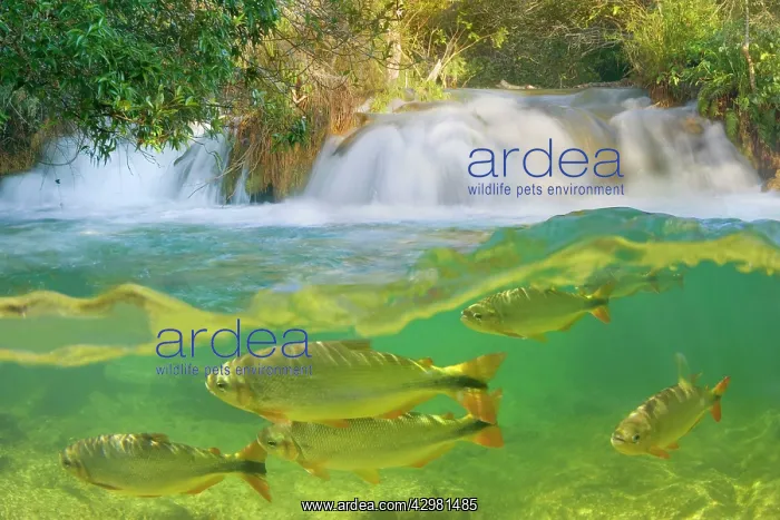 : Piraputanga Fish in Rio Formoso - half over / half : Piraputanga Fish in Rio Formoso - half over / half