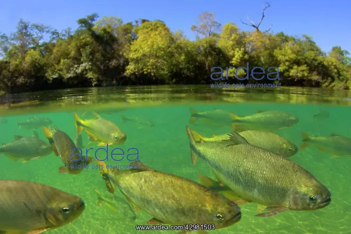 : Piraputanga Fish in Rio Formoso - half over / half : Piraputanga Fish in Rio Formoso - half over / half