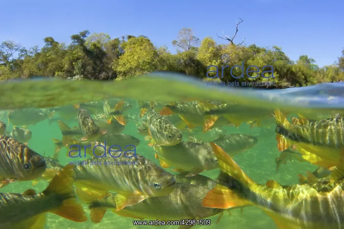 : Piraputanga Fish in Rio Formoso - half over / half : Piraputanga Fish in Rio Formoso - half over / half