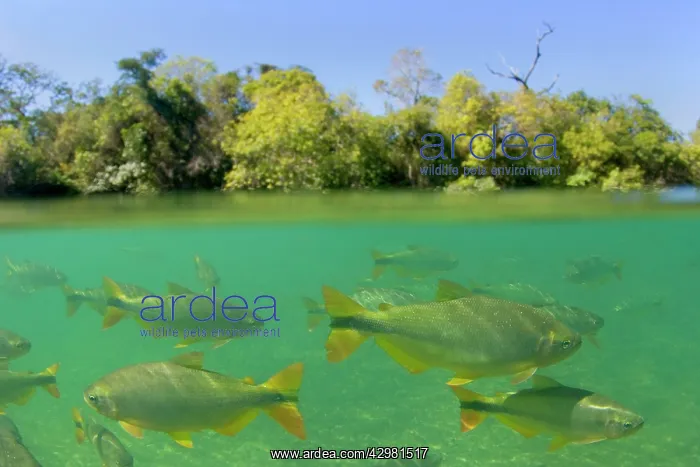 : Piraputanga Fish in Rio Formoso - half over / half : Piraputanga Fish in Rio Formoso - half over / half