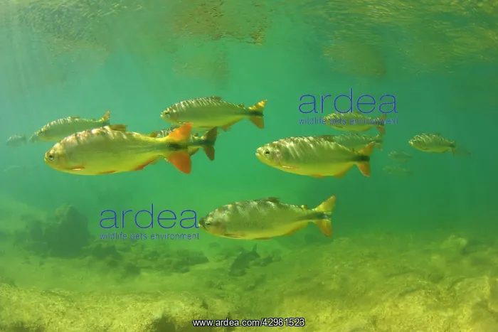  : Piraputanga Fish in Rio Formoso - underwater shot