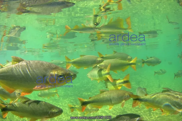 : Piraputanga Fish in Rio Formoso - underwater shot : Piraputanga Fish in Rio Formoso - underwater shot