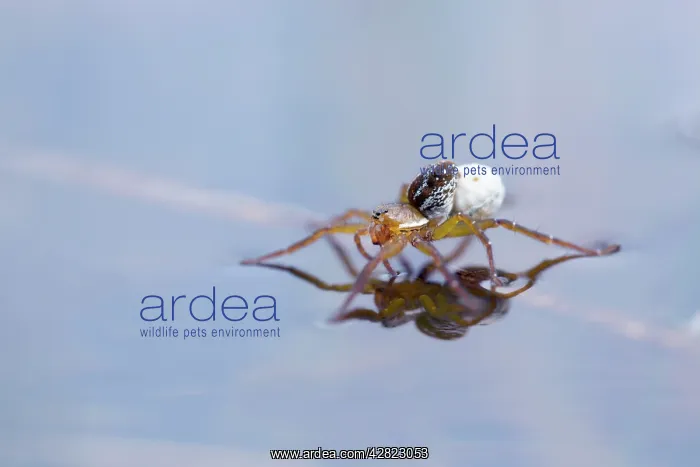 : Pirate Wolf Spider - on water with Egg Sack : Pirate Wolf Spider - on water with Egg Sack