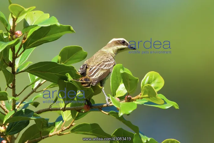 : Piratic Flycatcher : Piratic Flycatcher