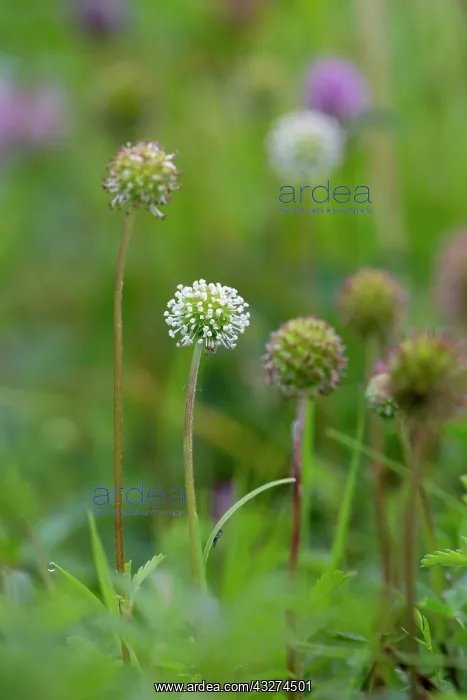 : Piri Piri Burr and Flower : Piri Piri Burr and Flower
