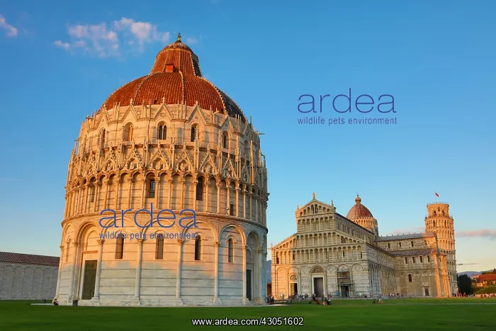 : Pisa Baptistery of St John, Pisa Cathedral and the : Pisa Baptistery of St John, Pisa Cathedral and the