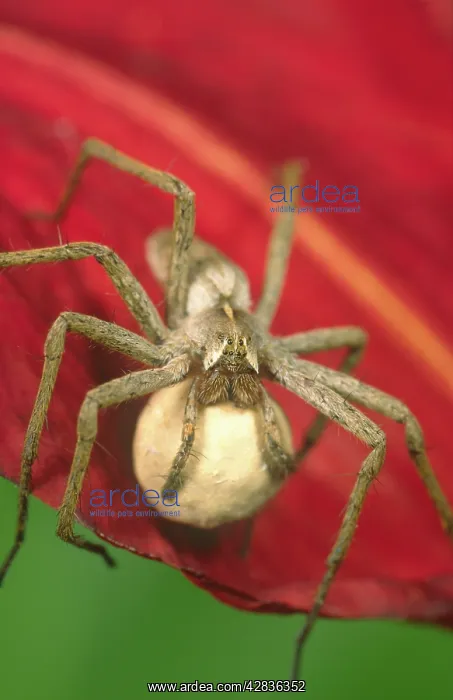 : Pisaura Spider - Carrying Egg Sac : Pisaura Spider - Carrying Egg Sac